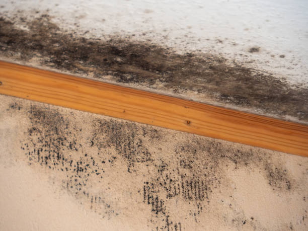 Best Crawl Space Mold Remediation  in Senoia, GA