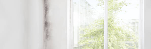 Mold Removal for HVAC Installations in Senoia, GA