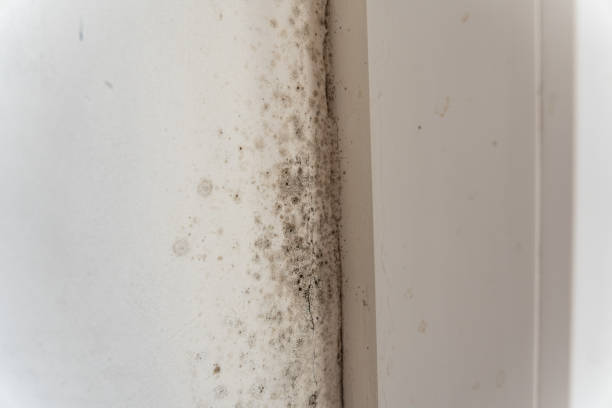 Best Mold Odor Removal Services  in Senoia, GA